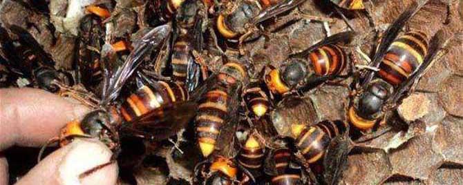 地雷蜂和虎头蜂有什么区别 虎头蜂和土蜂的区别