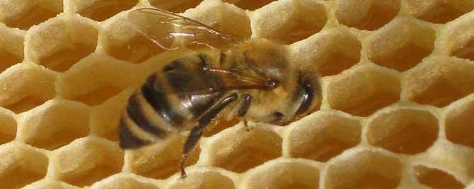 大蜂螨的特效药有哪些 蜂大螨有什么特效药