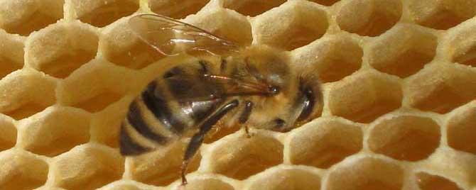 治蜂螨不伤蜂的方法有哪些 中蜂蜂螨怎样治理有效且不伤蜂