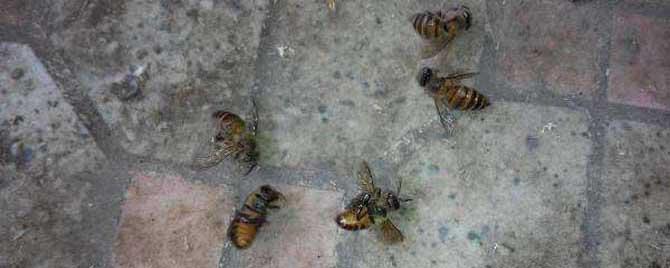 蜜蜂爬蜂病有啥特效药 蜜蜂细菌性爬蜂病用什么药治