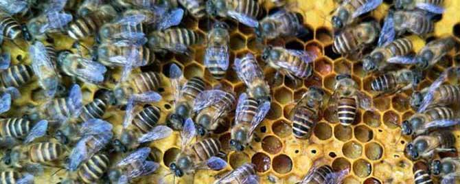 中蜂爬蜂病怎样防治 中蜂爬蜂病什么症状