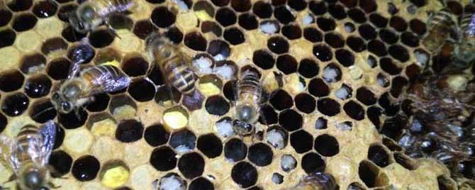 中蜂烂子病的特效药有哪些 中蜂烂子病什么药最有效