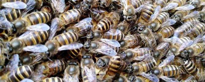 中蜂把幼虫拖出箱外是什么病 中蜂有幼虫被拖出蜂箱