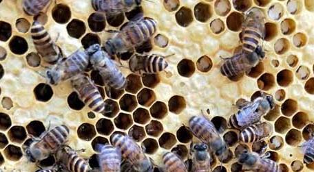 中蜂烂子病有什么特效药治疗 中蜂烂子病的特效药