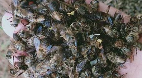 蜜蜂大量死亡怎么治疗（蜜蜂大量死亡用什么药）