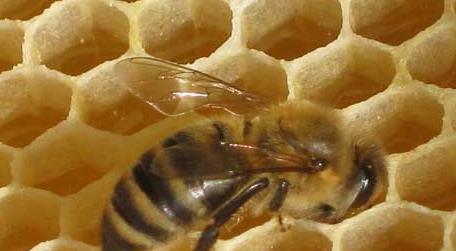 蜜蜂大肚病用什么药效果最好 蜜蜂得了大肚子病怎么样治疗
