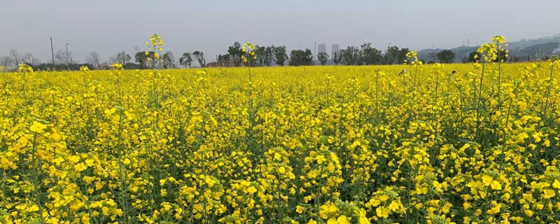 华油杂50品种介绍（华油杂50种植技术）