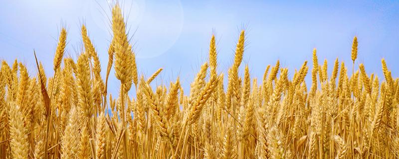小麦自给率保持在多少以上（水稻小麦自给率保持在100%以上）