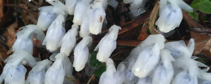 水晶兰花语象征与寓意 水晶兰的花语和寓意