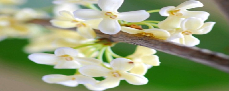 桂花开花季节 桂花开花季节怎么施肥