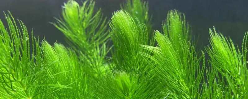 金鱼藻怎么种植 金鱼藻怎么种植?