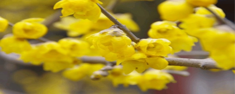 腊梅花什么时候开花 腊梅花什么时候开花 几点钟