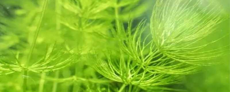金鱼藻是什么植物 金鱼藻是藻类植物吗