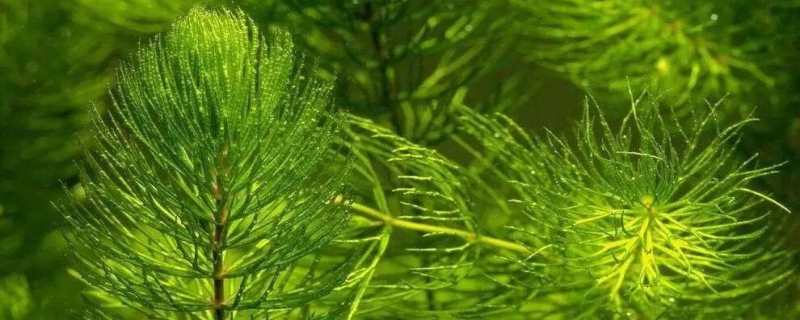 金鱼藻有根吗 金鱼藻有根吗?怎么种植