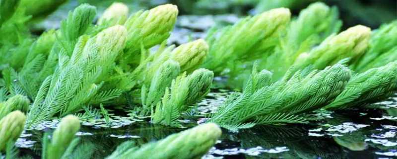 金鱼藻可以净化水质吗（金鱼藻可以用自来水养吗）
