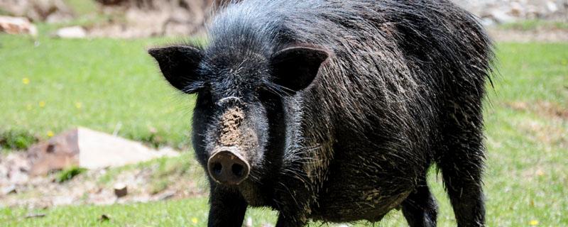 野猪是保护动物吗可以吃吗 野猪怎么会是保护动物?