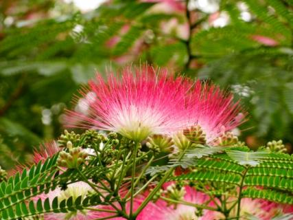 芙蓉树（芙蓉树图片）