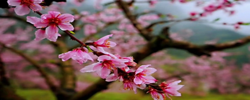 桃花枝水培怎么养，桃花什么时候开（桃花枝养水多久开）