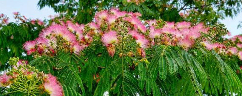 合欢树和芙蓉树的区别 芙蓉树是合欢花树吗