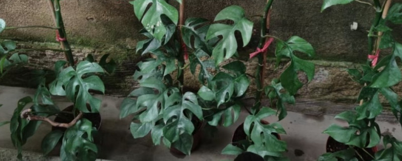 姬龟背竹的养殖方法和注意事项（姬龟背竹的养殖方法和注意事项视频）