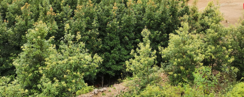 金丝楠木生长周期 金丝楠木生长周期多长
