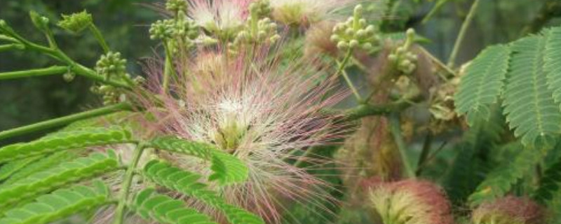 合欢树开花是在哪个节气（合欢树几月份开花）