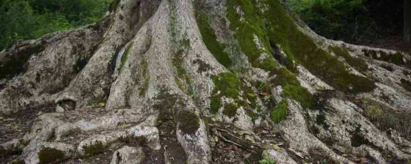 贵州金丝楠木王在哪里 贵州省最大的楠木王在哪里