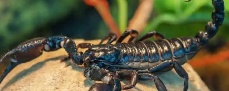 蝎子吃什么东西 蝎子吃什么食物,蝎子吃什么东西