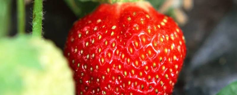 草莓怎么形容 草莓怎么形容颜色和味道