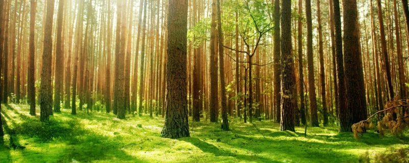 植树造林对保护环境的作用有哪些 植树造林对保护环境的作用有什么