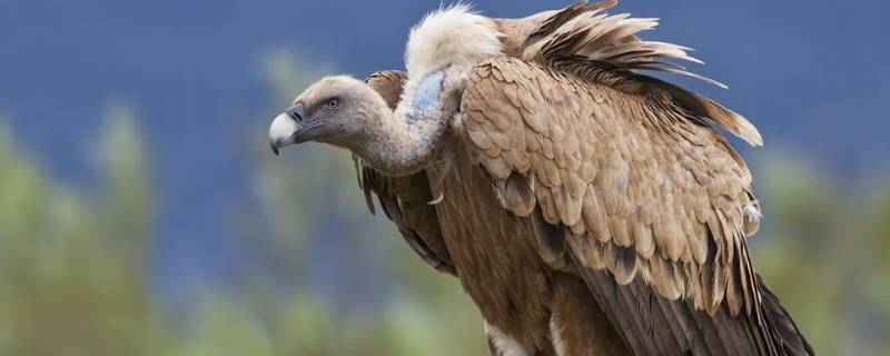 秃鹫是几级保护动物（秃鹰是几级保护动物）