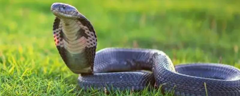 眼镜蛇之前叫圈圈蛇吗 为什么叫眼镜蛇蛇