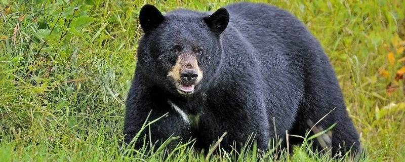 黑熊的天敌 黑熊的天敌是棕熊吗