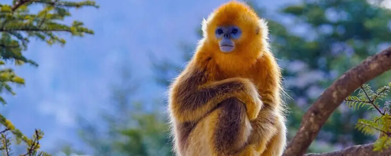 金丝猴为什么比别的猴子温顺 金丝猴是脾气最温顺的猴子嘛
