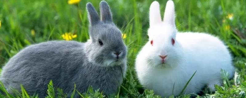 小兔子的绝招是什么 小兔子的技能是什么