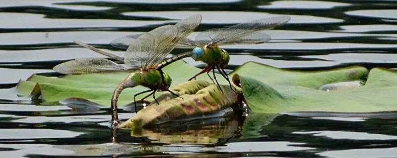 所有蜻蜓都具有点水产卵的功能吗 蜻蜓水中产卵