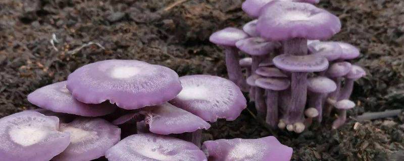 紫丁香蘑和花脸香蘑的区别（紫丁香蘑菇图片）
