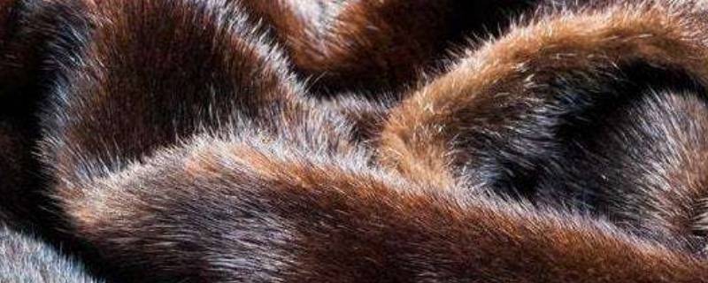 貂皮是活剥皮下来的吗 貂皮一定是活剥的吗