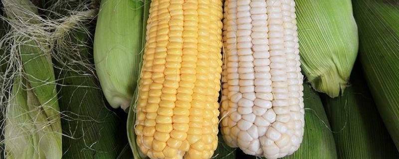 白糯玉米和黄糯玉米的区别 白糯玉米和黄糯玉米区别