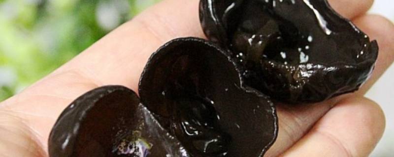 耳子用冷水还是用热水泡（耳子可以用热水泡吗）