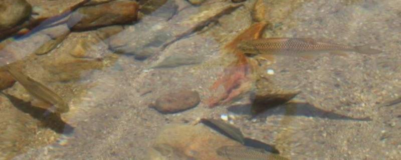 小河里有许多什么样的小鱼 河里的很小的小鱼