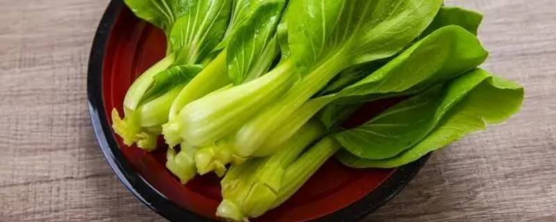 青江菜是什么菜?（青江菜是青菜吗）