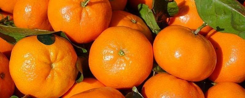 哪种水果不属于橘子类 以下哪种水果不属于橘子类