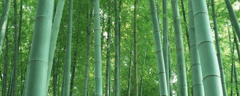 古时对竹子的雅称 古文中对竹子的称呼