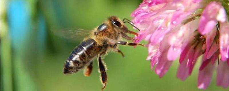 蜜蜂是什么目 蜜蜂是什么目什么科