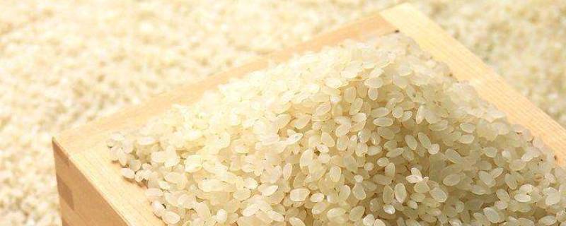 禾米是什么米（禾里米是什么）