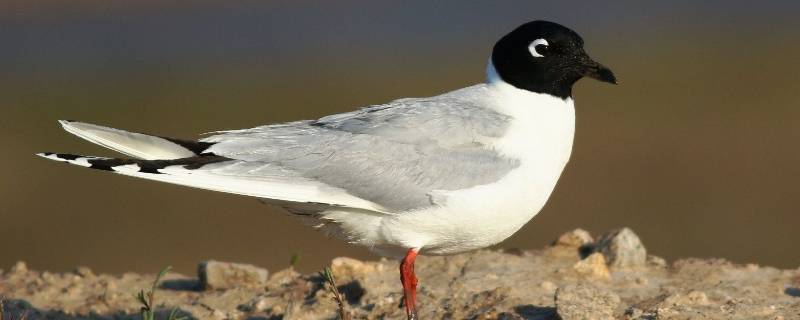 黑嘴鸥是国家几级保护动物（黑嘴白鹭是几级保护动物）