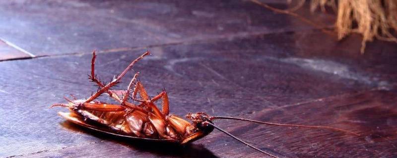 家里有蟑螂怎么灭绝 家里的小蟑螂怎么灭绝