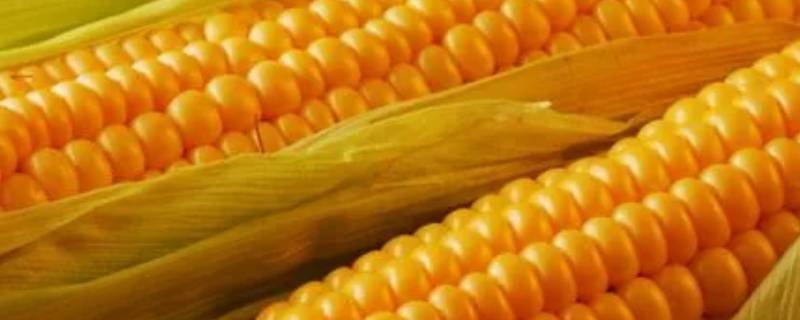 酵素玉米是什么东西 素玉米的功效作用