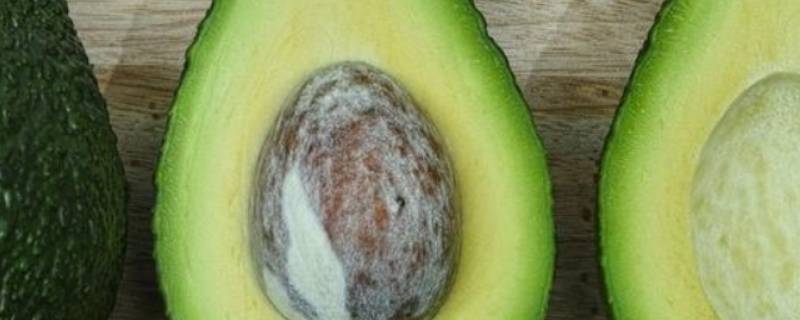 avocado是牛油果还是鳄梨 avocado是什么水果